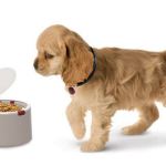 Microchip Activated Pet Feeder makes Fido more independent