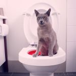 Litter Kwitter for households with a kitty