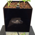 The Tabletop Aquaponics System is a self-cleaning fish tank that puts food on the table