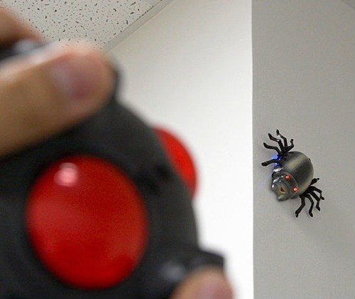 space-insect