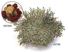 Dinosaur Plant